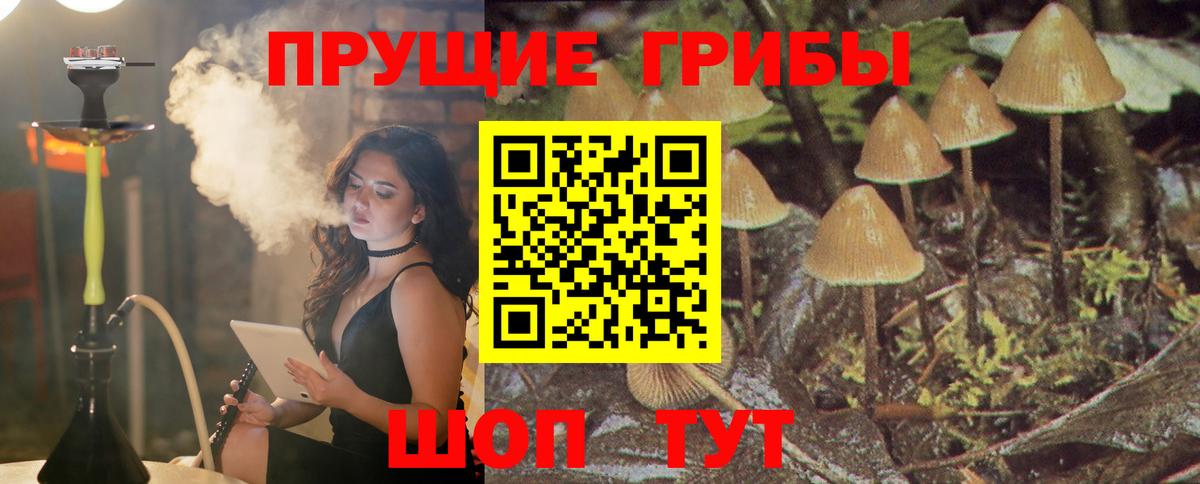 Псилоцибиновые грибы Cubensis  купить наркотики цена  Шарыпово  Псилоцибиновые грибы прущие грибы  Вход с VPN 